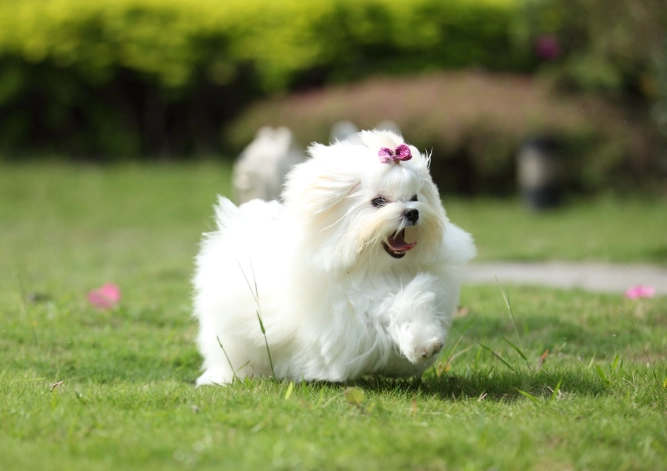 馬爾濟斯飼養困難