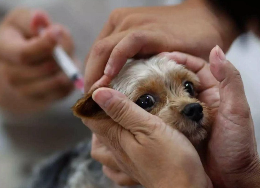 幼犬疫苗時間表