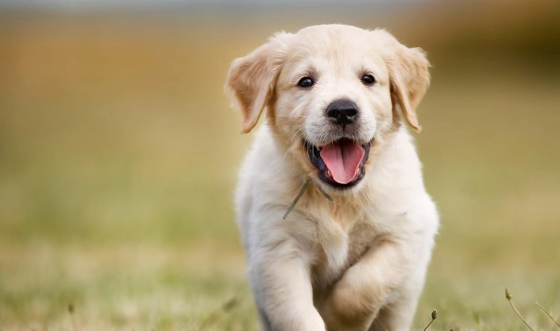 幼犬感冒多久會好