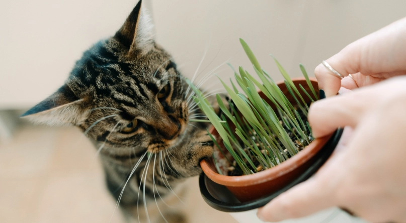 幼貓 貓薄荷 幼貓 貓薄荷