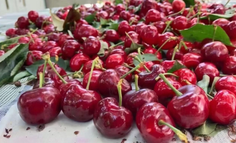 櫻桃禁忌食物 櫻桃禁忌食物