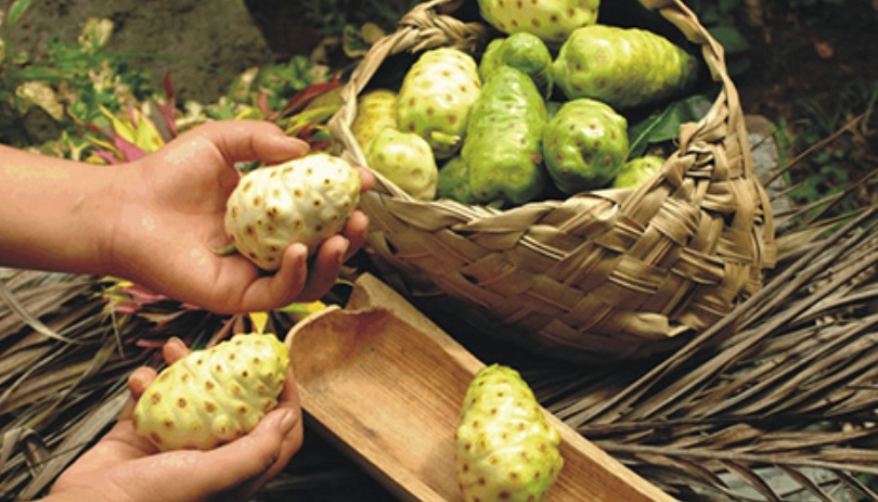 諾麗果酵素安全嗎 諾麗果酵素安全嗎