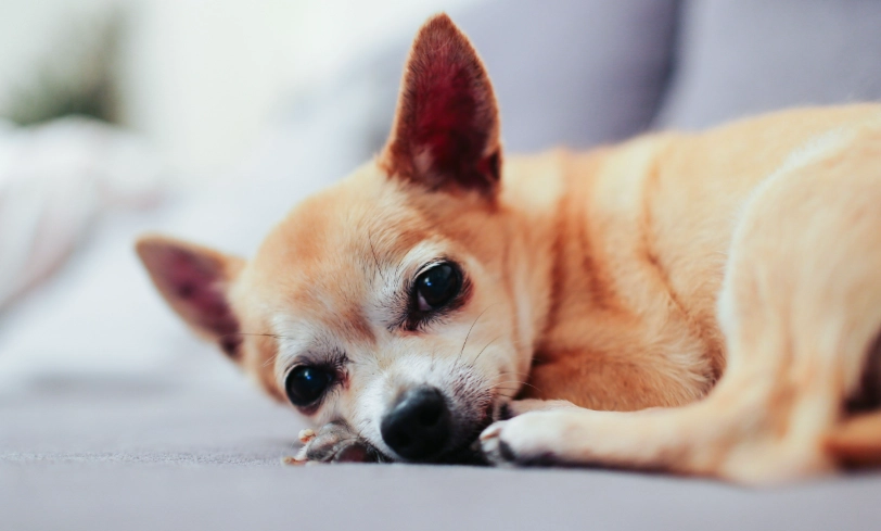 老年狗吐血照護 老年狗吐血照護