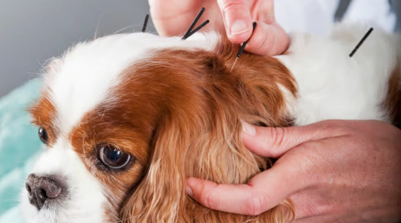 到府針灸 到府針灸