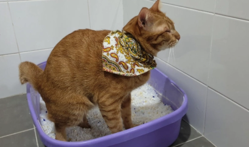 貓咪血尿原因 貓咪血尿原因