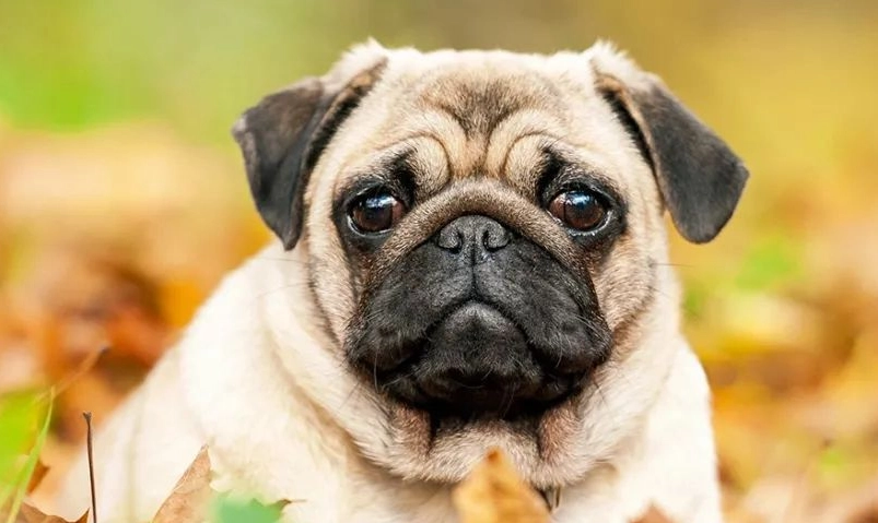 法鬥 巴哥 比較 法鬥 巴哥 比較