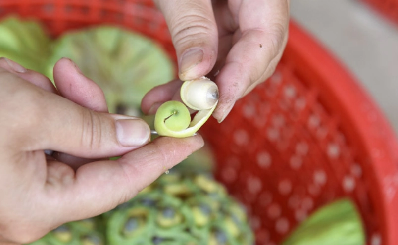 蓮子保存方法 蓮子保存方法