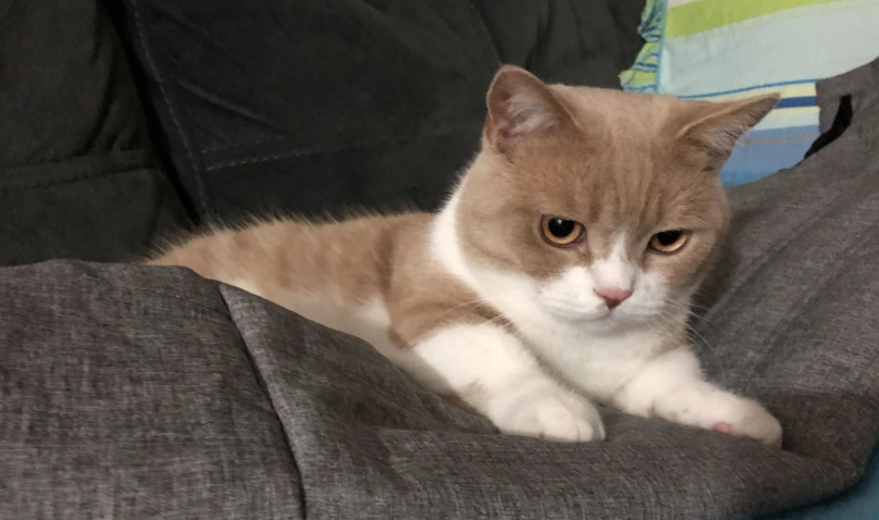 貓感冒症狀 貓感冒症狀