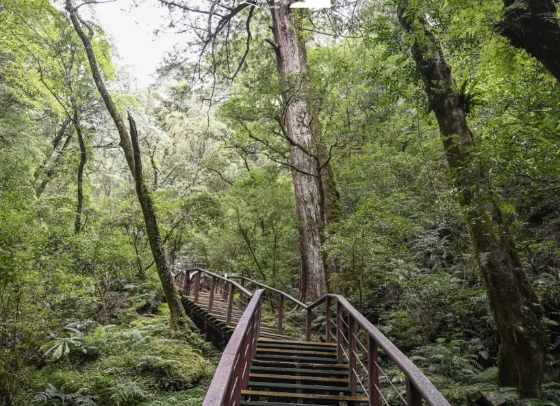 拉拉山國家森林遊樂區