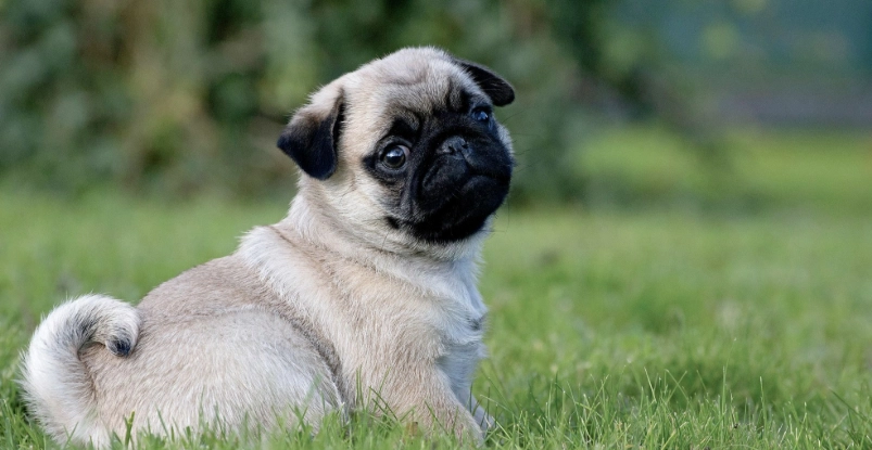 法鬥 飼養 心得 法鬥 飼養 心得