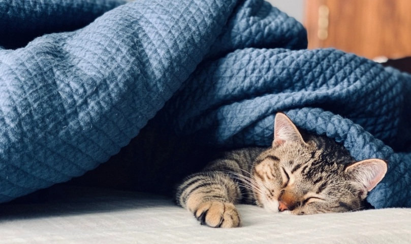 人傳染感冒給貓