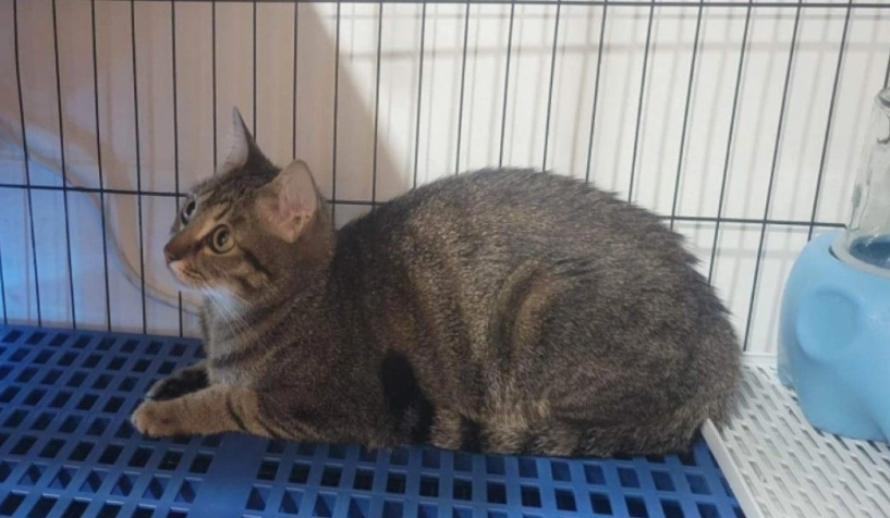 貓籠養多久 貓籠養多久