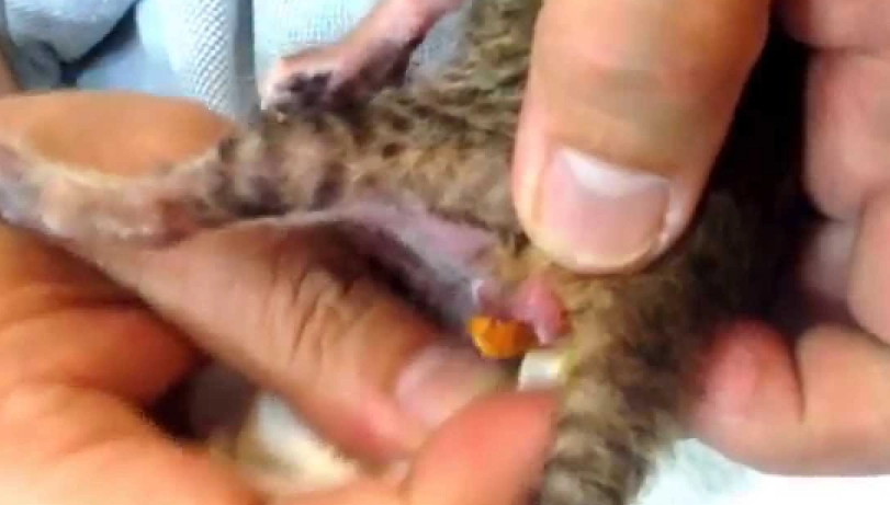 貓咪軟便怎麼辦 貓咪軟便怎麼辦