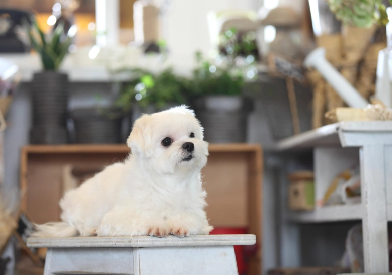 馬爾濟斯飼養困難