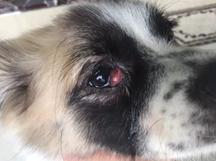 狗眼屎多原因 狗眼屎多原因