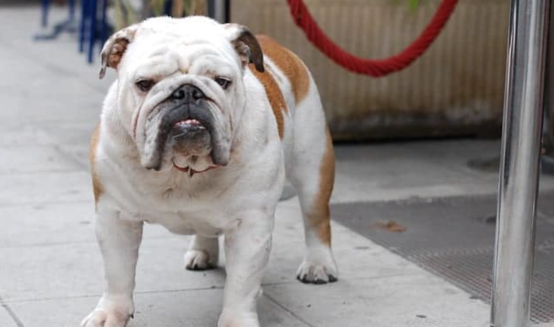 英國鬥牛犬優缺點 英國鬥牛犬優缺點