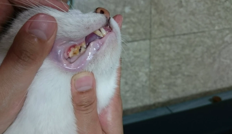 貓咪牙結石預防 貓咪牙結石預防