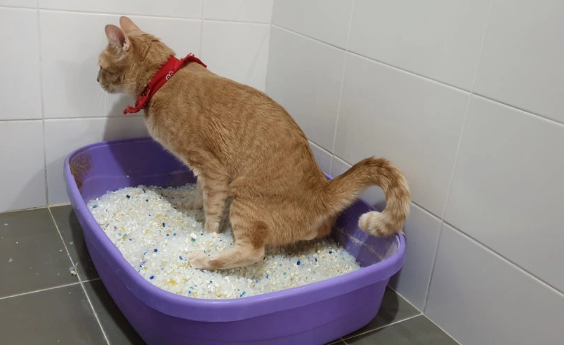 貓咪血尿 貓咪血尿