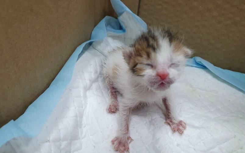 貓咪軟便怎麼辦 貓咪軟便怎麼辦