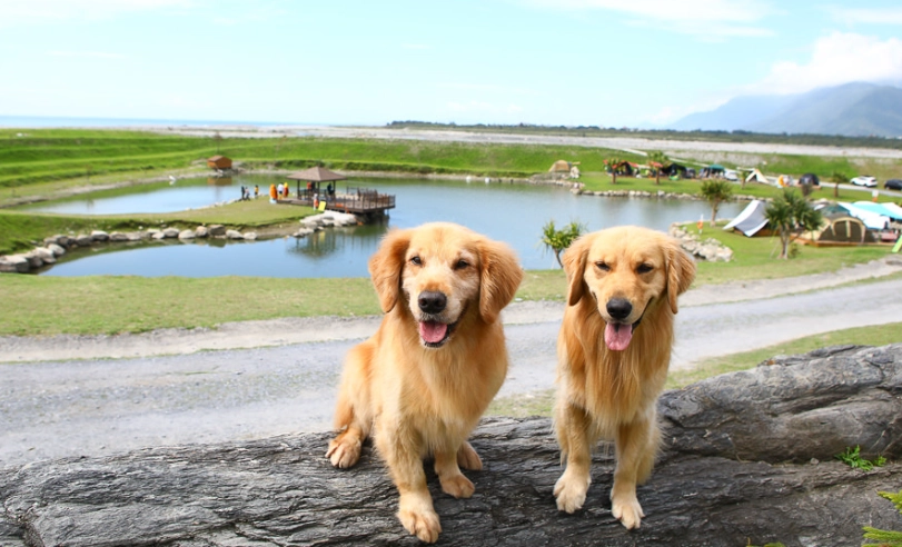 花蓮寵物友善景點