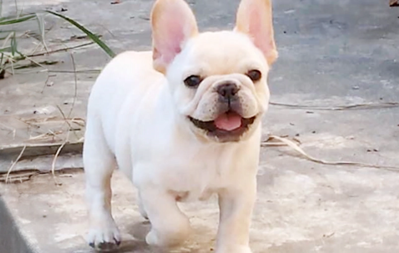 巴哥 犬 價格 巴哥 犬 價格