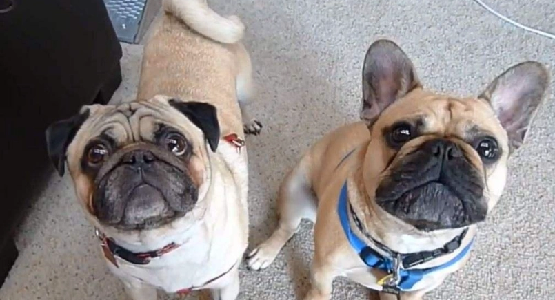 巴哥 犬 價格 巴哥 犬 價格