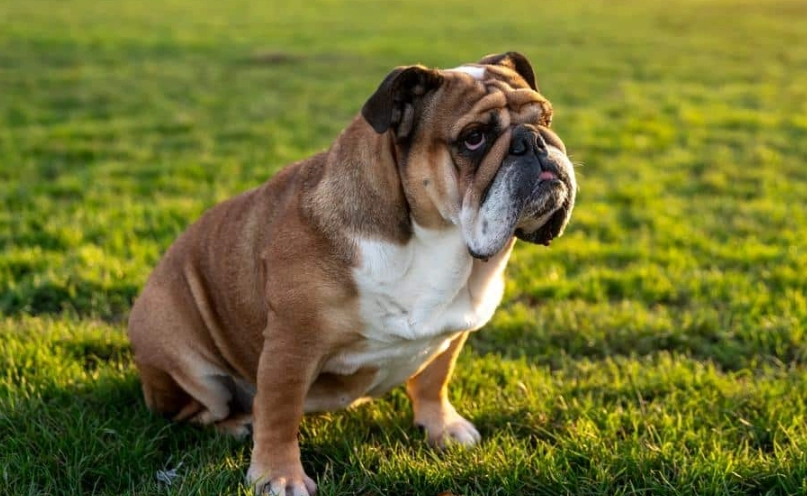 英國鬥牛犬優缺點 英國鬥牛犬優缺點