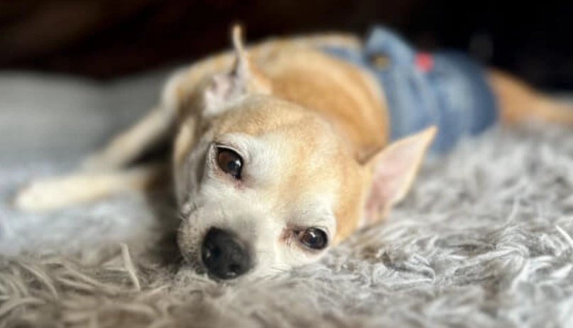 老狗吐血原因 老狗吐血原因