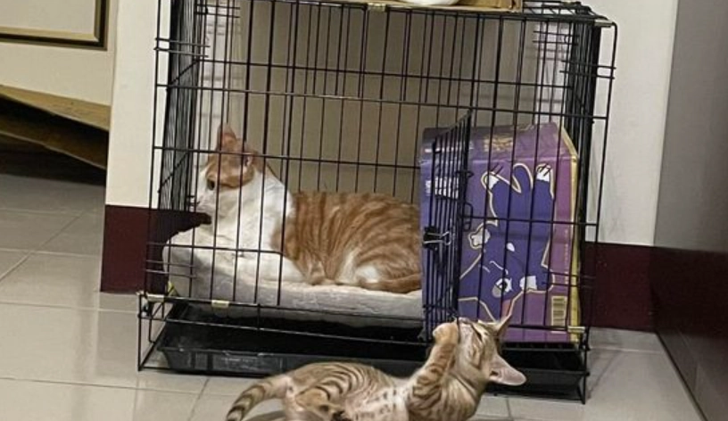 貓籠養多久 貓籠養多久