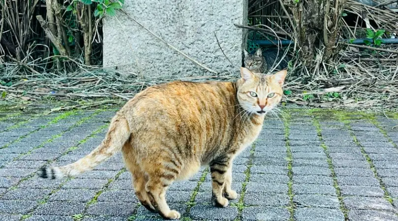 母貓產後肚子大 母貓產後肚子大