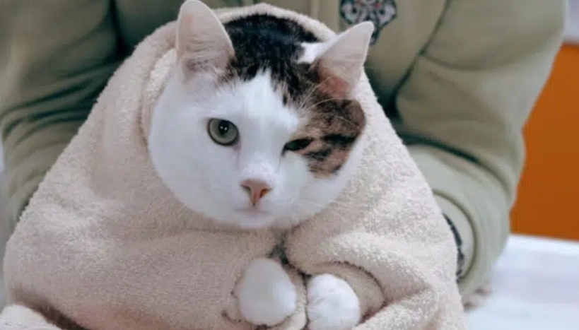 預防貓感冒 預防貓感冒