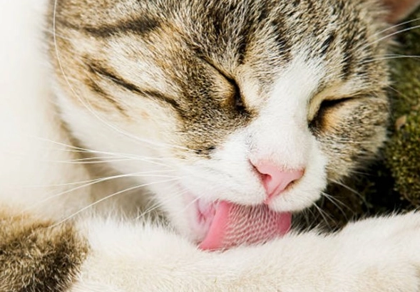 貓咪吐毛球症狀