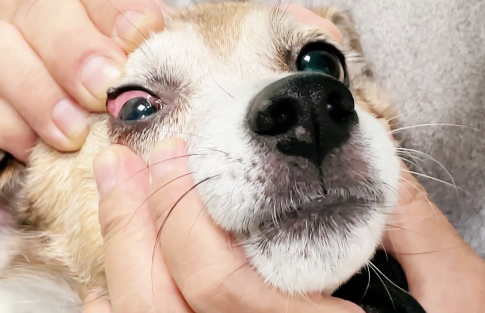 狗眼睛發炎 狗眼睛發炎