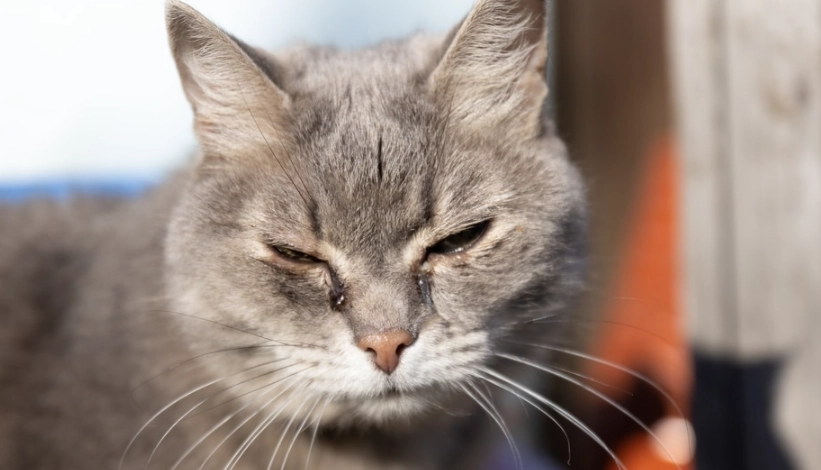 貓咪眼睛黃色分泌物