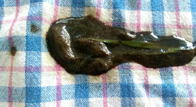 貓嘔吐原因 貓嘔吐原因