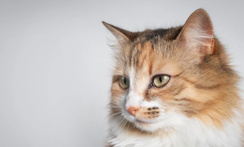 貓咪眼睛乾澀 貓咪眼睛乾澀