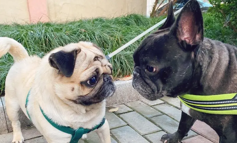 法鬥 飼養 心得 法鬥 飼養 心得