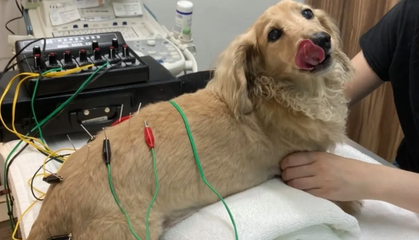 寵物針灸 寵物針灸