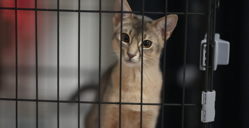 貓咪關籠時間 貓咪關籠時間