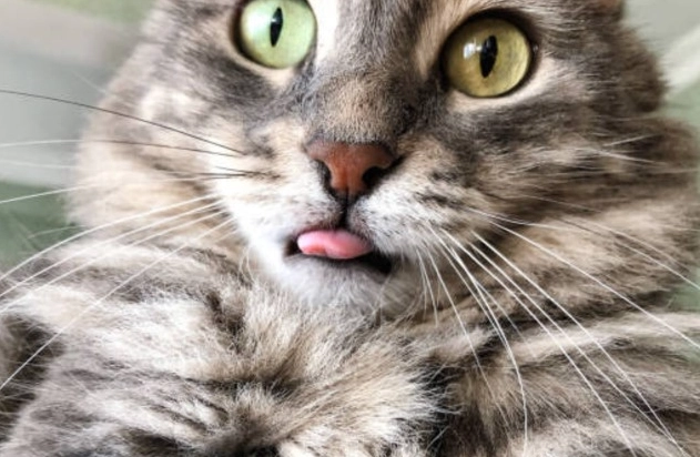 貓咪吐舌頭喘氣