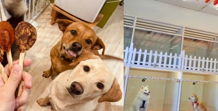 台中寵物寄宿推薦指南：挑選安心托付的關鍵與5間優質名單