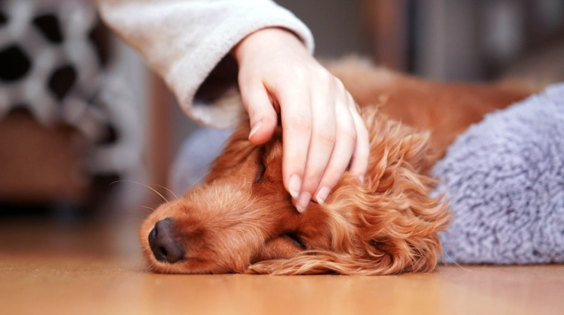 狗感冒居家護理