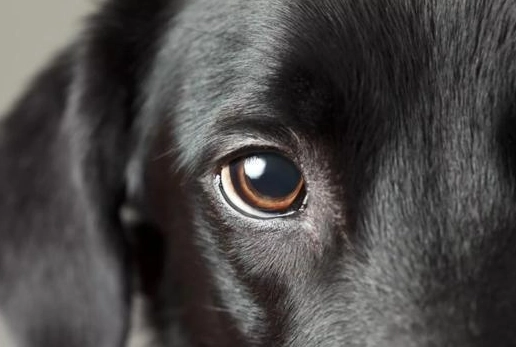 狗眼睛發炎 狗眼睛發炎