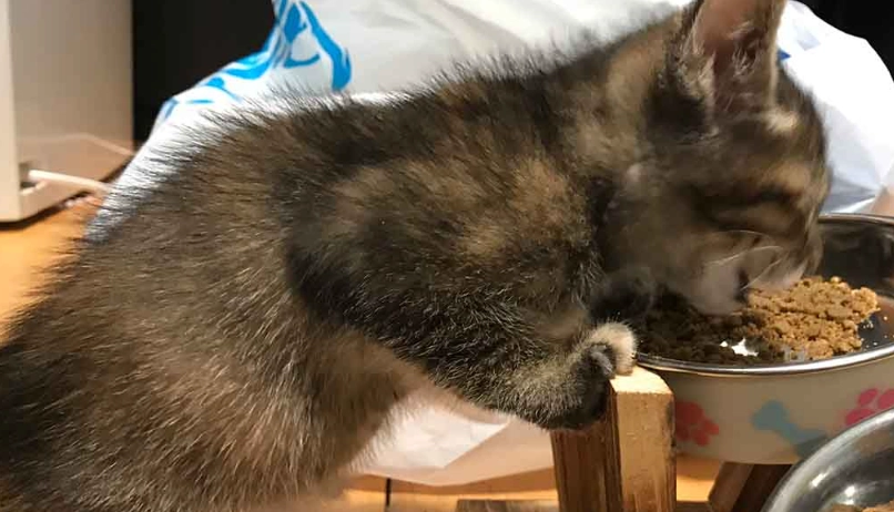 幼貓飲食