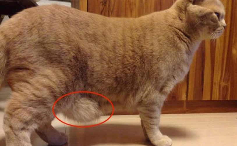 母貓產後肚子大 母貓產後肚子大