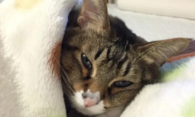 預防貓感冒 預防貓感冒