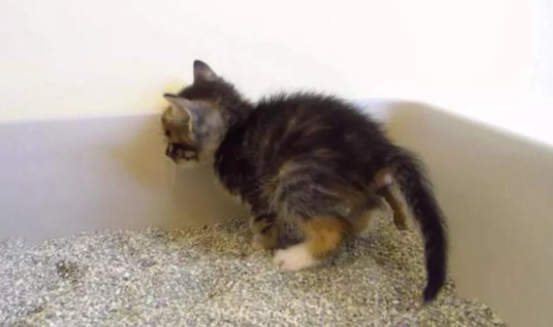 貓大便帶血 貓大便帶血