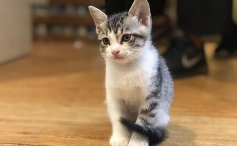 虎斑貓幼貓照顧 虎斑貓幼貓照顧