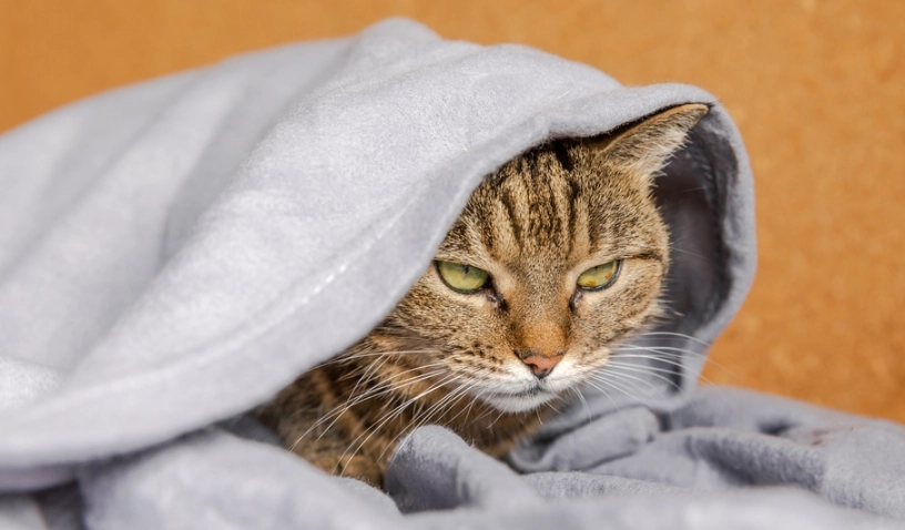 預防貓感冒 預防貓感冒