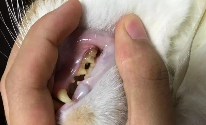 老貓牙結石清潔 老貓牙結石清潔